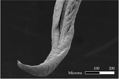 Does Asymmetrical Gonopodium Morphology Predict Lateralized Behavior in the Fish Xenophallus umbratilis?